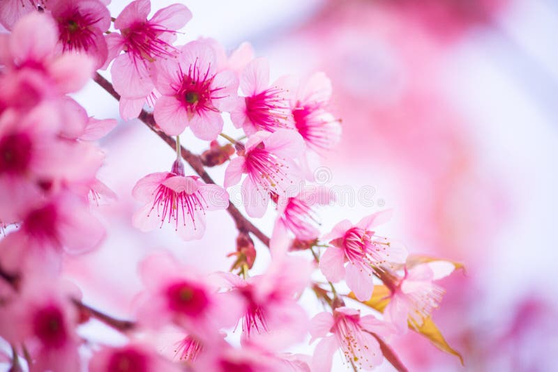 Photo De Fleur De Cerisier Rosenuméro De L