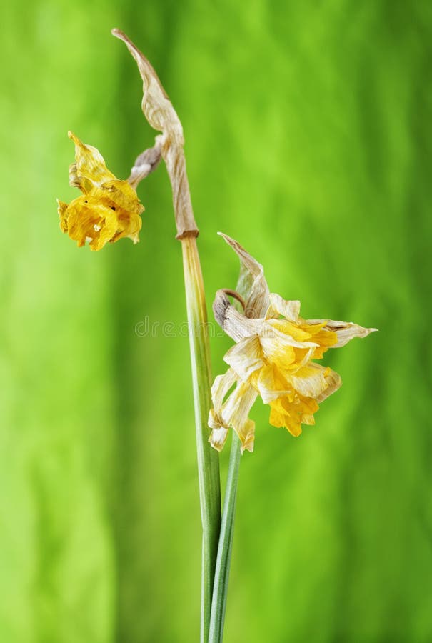 Vieilles Fleurs Sèches De Jonquille Ou De Narcisus Image stock - Image du  amour, jour: 117733479