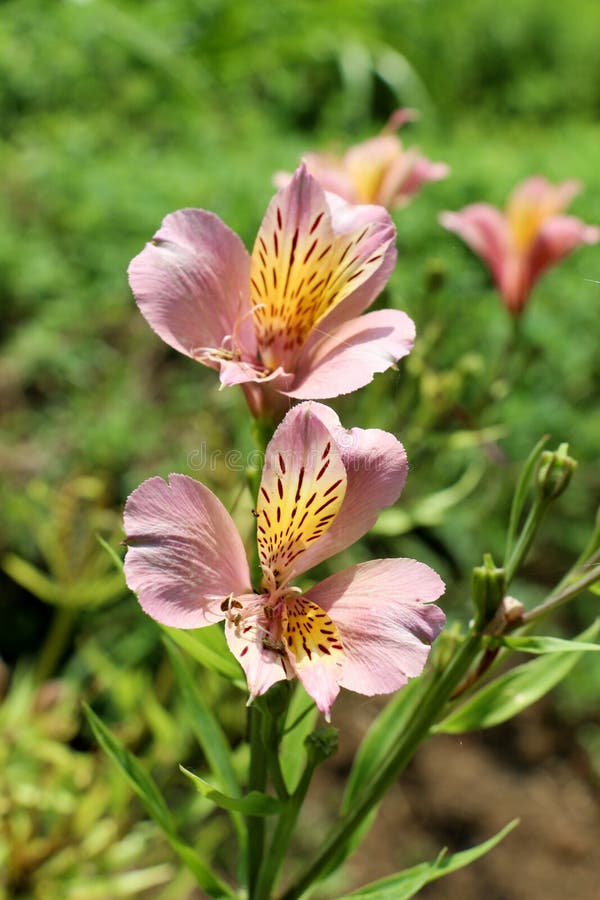 Belles fleurs de lis en nature photo stock Belles fleurs de lis en nature photo stock