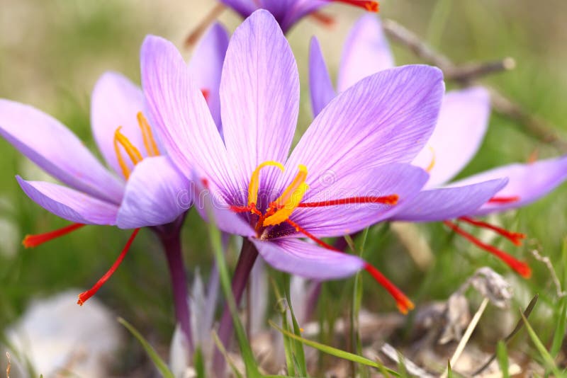Bulbes De Safran / Crocus Sativus / Taille 8/9 - France