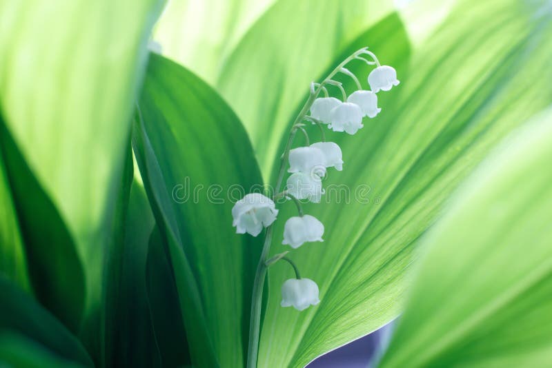 Belles fleurs douces de fleur du muguet sur un fond des feuilles vertes une journ?e de printemps ensoleill?e Ombres sur le vert photographie stock Belles fleurs douces de fleur du muguet sur un fond des feuilles vertes une journ?e de printemps ensoleill?e Ombres sur le vert photographie stock