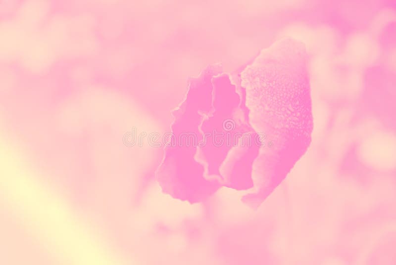 Belles fleurs faites avec des filtres de couleur, foyer mou photos libres de droits Belles fleurs faites avec des filtres de couleur, foyer mou photos libres de droits