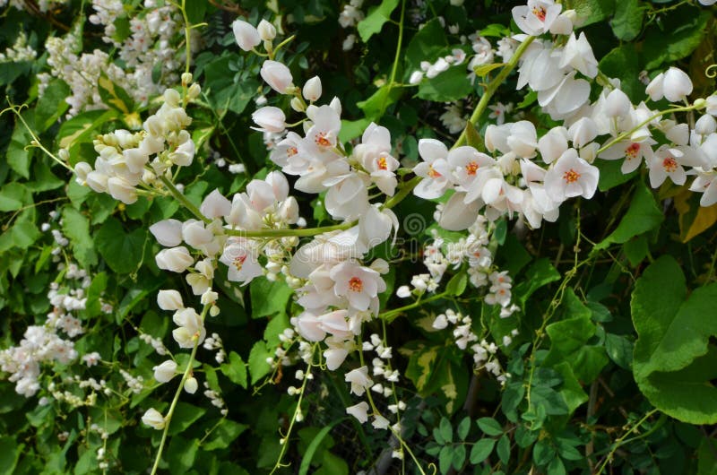 Rose mexicaine blanche photo stock. Image du centrale 156249508