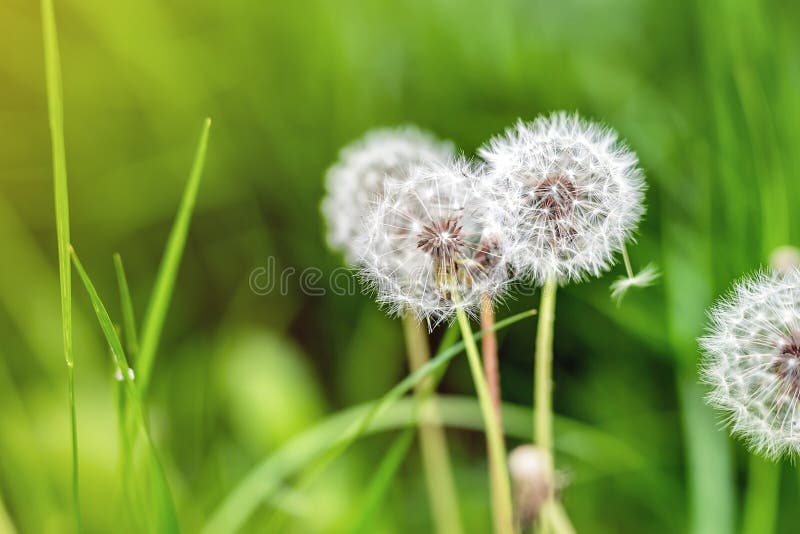 Belles fleurs pelucheuses blanches de pissenlit parmi le pré d'herbe verte avec le backgdrop brouillé Naturel lumineux de nature photo libre de droits Belles fleurs pelucheuses blanches de pissenlit parmi le pré d'herbe verte avec le backgdrop brouillé Naturel lumineux de nature photo libre de droits