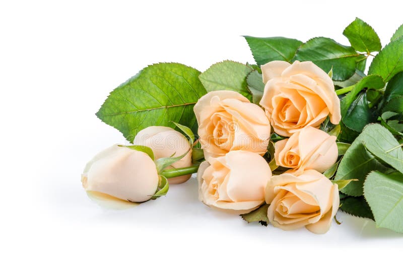 Belles fleurs roses 03 photographie stock Belles fleurs roses 03 photographie stock