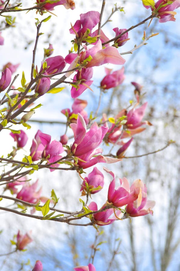 Belles fleurs roses de magnolia de ressort sur une branche d'arbre image libre de droits Belles fleurs roses de magnolia de ressort sur une branche d'arbre image libre de droits