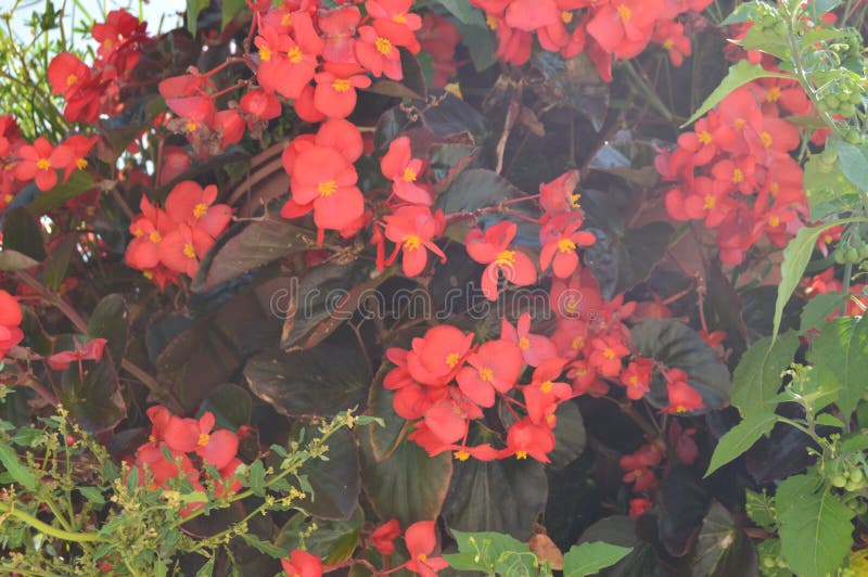 Belles fleurs rouges typiques de la ville de Volos Voyage d'histoire d'architecture image stock Belles fleurs rouges typiques de la ville de Volos Voyage d'histoire d'architecture image stock