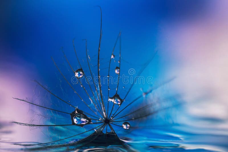 Belles gouttes de l'eau sur les graines du plan rapproché de salsifis Fond rose bleu abstrait Modèle et texture floraux images stock Belles gouttes de l'eau sur les graines du plan rapproché de salsifis Fond rose bleu abstrait Modèle et texture floraux images stock