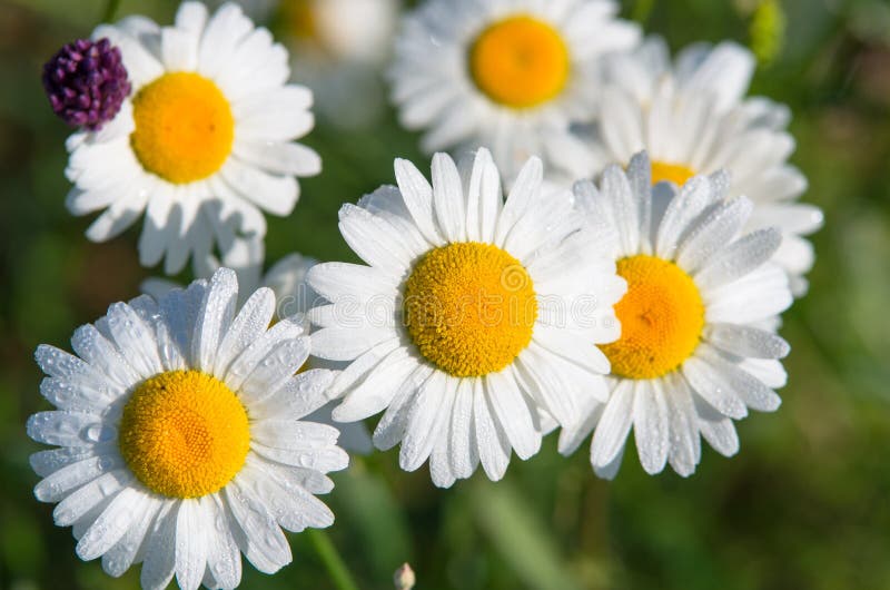 2 378 Grand Champ Des Fleurs De Marguerite Photos Libres De Droits Et Gratuites De Dreamstime 2 378 Grand Champ Des Fleurs De Marguerite Photos Libres De Droits Et Gratuites De Dreamstime