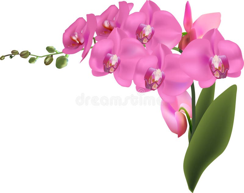 Belles grandes orchidées roses d'isolement sur le blanc illustration libre de droits Belles grandes orchidées roses d'isolement sur le blanc illustration libre de droits