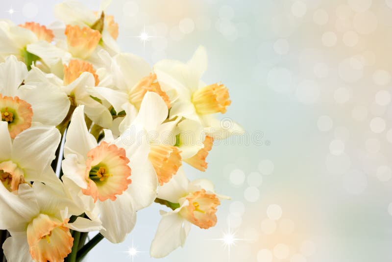 Jonquilles images libres de droits Jonquilles images libres de droits