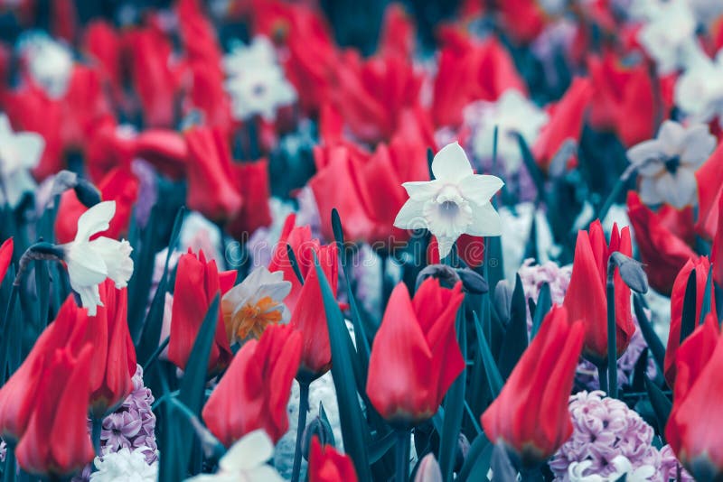 Belles jonquilles et tulipes Fleurs de floraison dans Keukenhof célèbre photos libres de droits Belles jonquilles et tulipes Fleurs de floraison dans Keukenhof célèbre photos libres de droits
