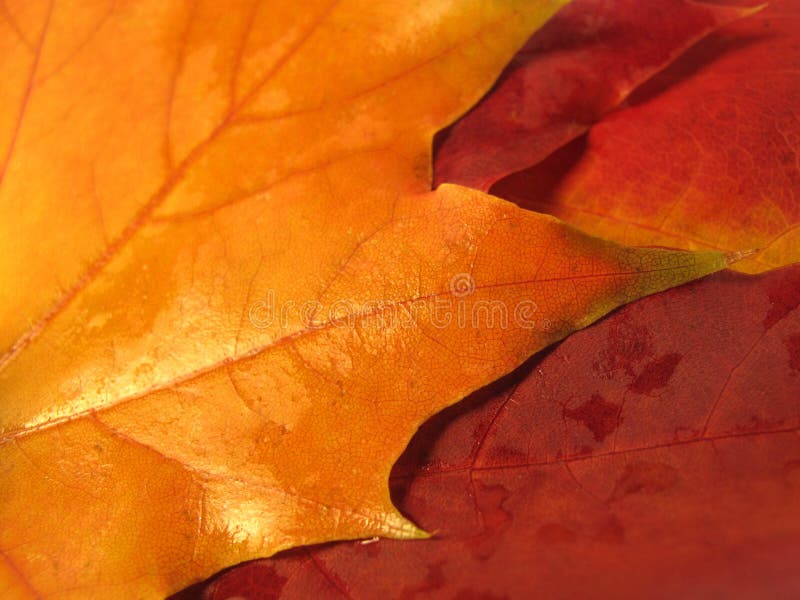 Beautiful colored fall leaves - Great Autumn background. Beautiful colored fall leaves - Great Autumn background