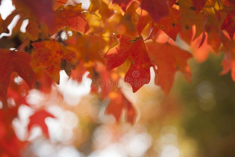 Belles lames oranges d'automne photographie stock Belles lames oranges d'automne photographie stock