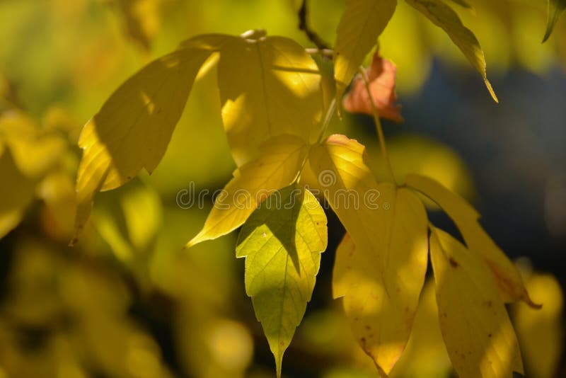 Belles lumière et ombre sur les feuilles jaunes et vertes sur la branche Jour ensoleillé d'automne Lumière et ombre Automne chaud photographie stock libre de droits Belles lumière et ombre sur les feuilles jaunes et vertes sur la branche Jour ensoleillé d'automne Lumière et ombre Automne chaud photographie stock libre de droits