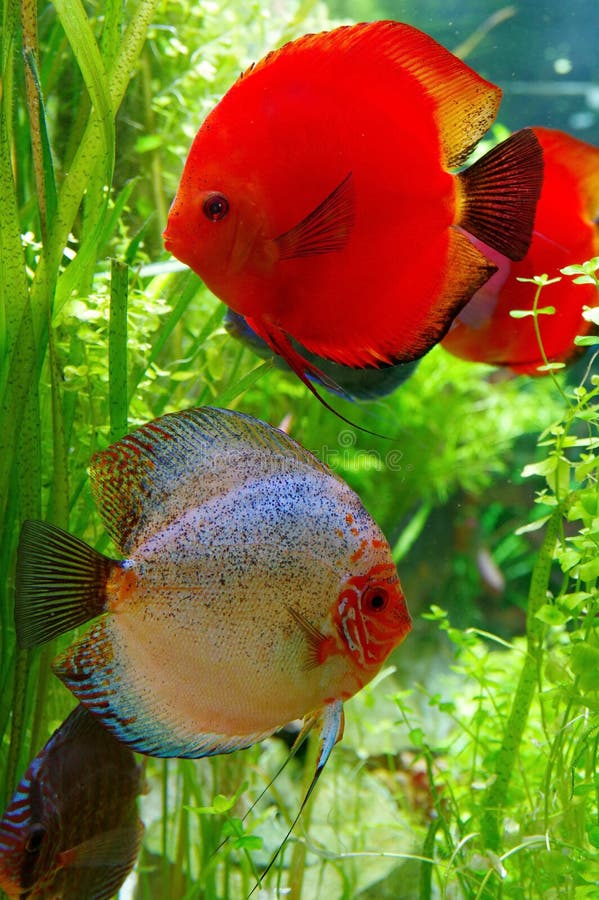 Belles paires de poissons de disque Belles paires de poissons de disque