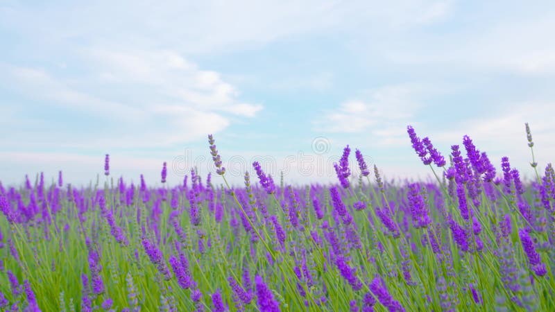 Belles plantes lavande violette dans le ciel bleu banque de vidéos