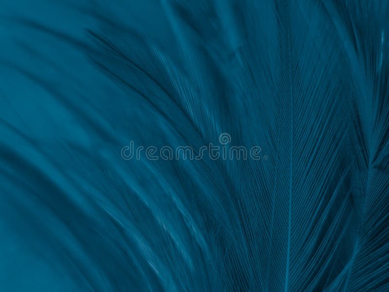 Belles plumes bleues abstraites sur le fond blanc et la texture douce de plume blanche sur le modèle bleu et arrière-plan bleu, p. Belles plumes bleues abstraites sur le fond blanc et la texture douce de plume blanche sur le modèle bleu et arrière-plan bleu, fond de plume, bannières bleues
