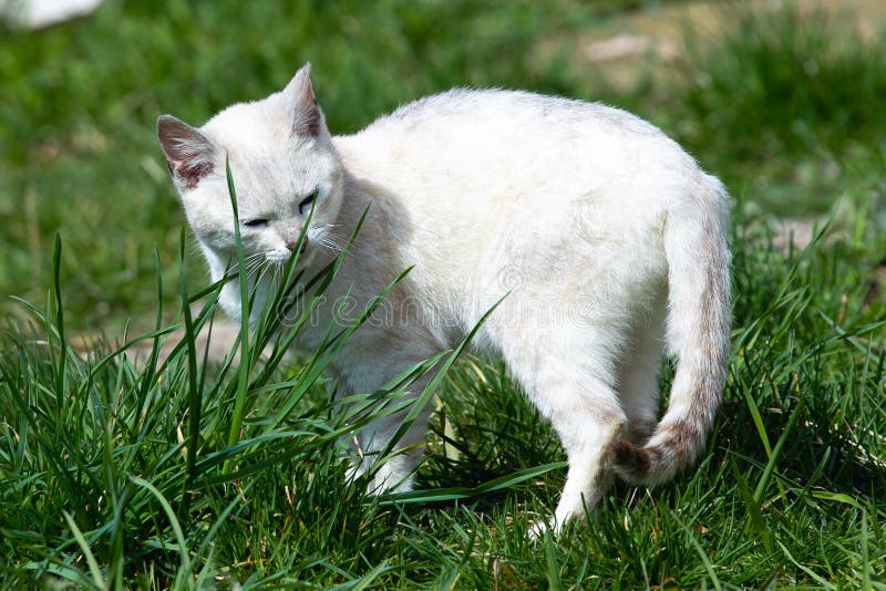 Belles promenades de chat blanches sur la pelouse d'herbe verte un jour ensoleill? photo libre de droits Belles promenades de chat blanches sur la pelouse d'herbe verte un jour ensoleill? photo libre de droits