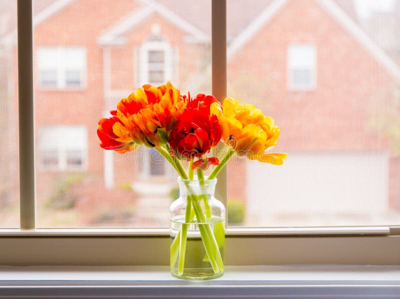 Belles tulipes dans le vase sur la fenêtre avec la moustiquaire photos stock Belles tulipes dans le vase sur la fenêtre avec la moustiquaire photos stock