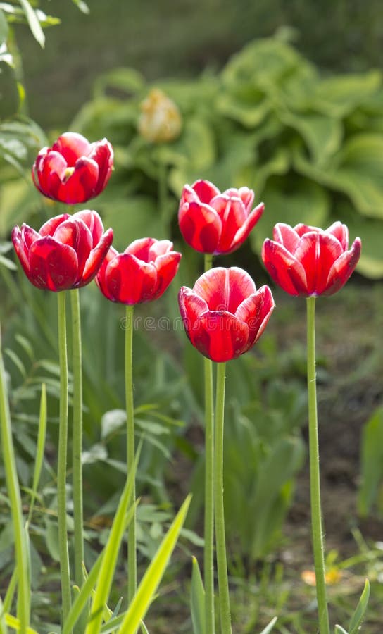 Belles tulipes rouges en fleurs de ressort de jardin photo libre de droits Belles tulipes rouges en fleurs de ressort de jardin photo libre de droits
