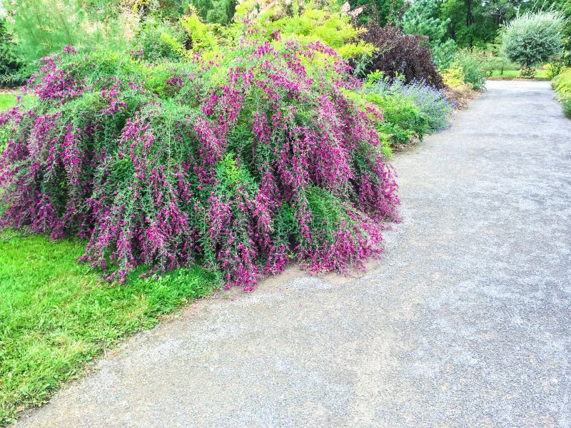 Belles usines de floraison dans le jardin d'été photo libre de droits