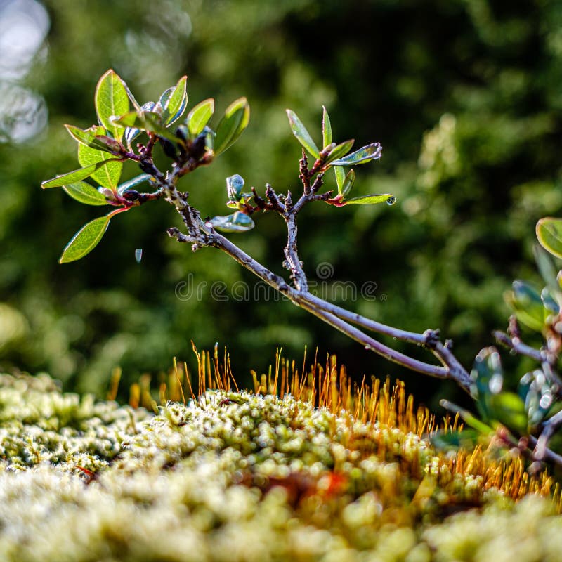 Bellevue Botanical Garden Stock Photo Image Of Naturelovers