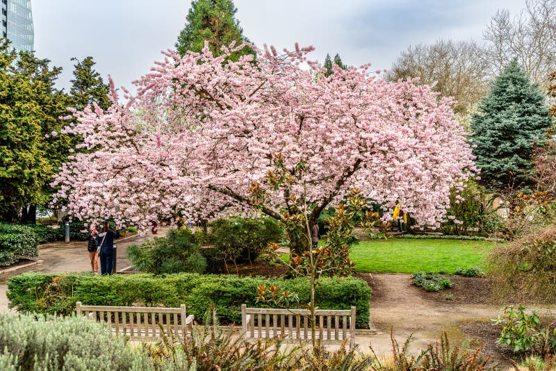 Bellevue Park Spring Blossoms royalty free stock image