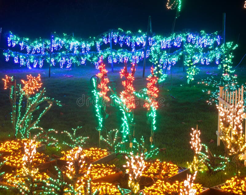 Purple Grapevines Holiday Chistmas Lights at Night