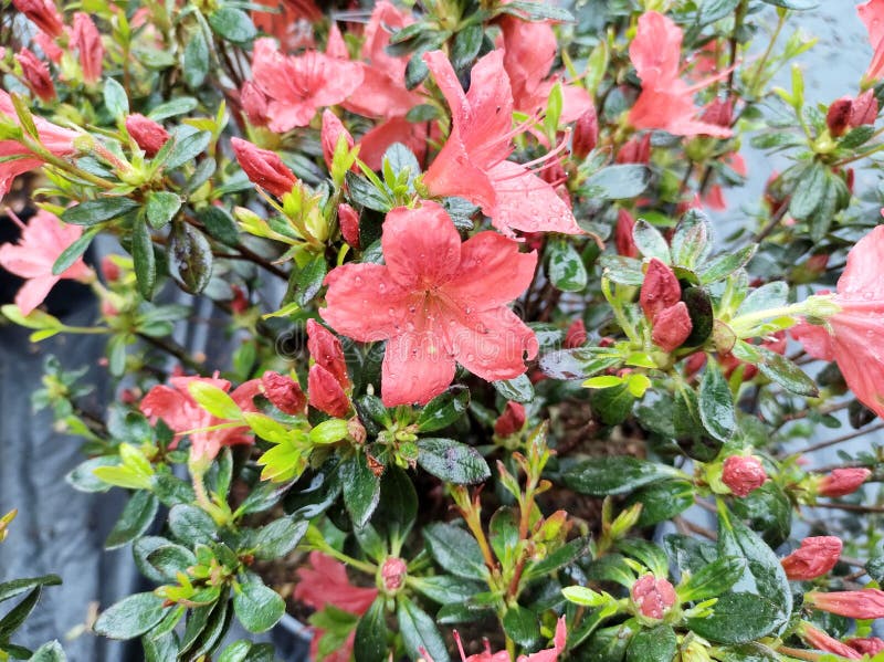 Belleza azalea naranja imagen de archivo. Imagen de hermoso - 221310747