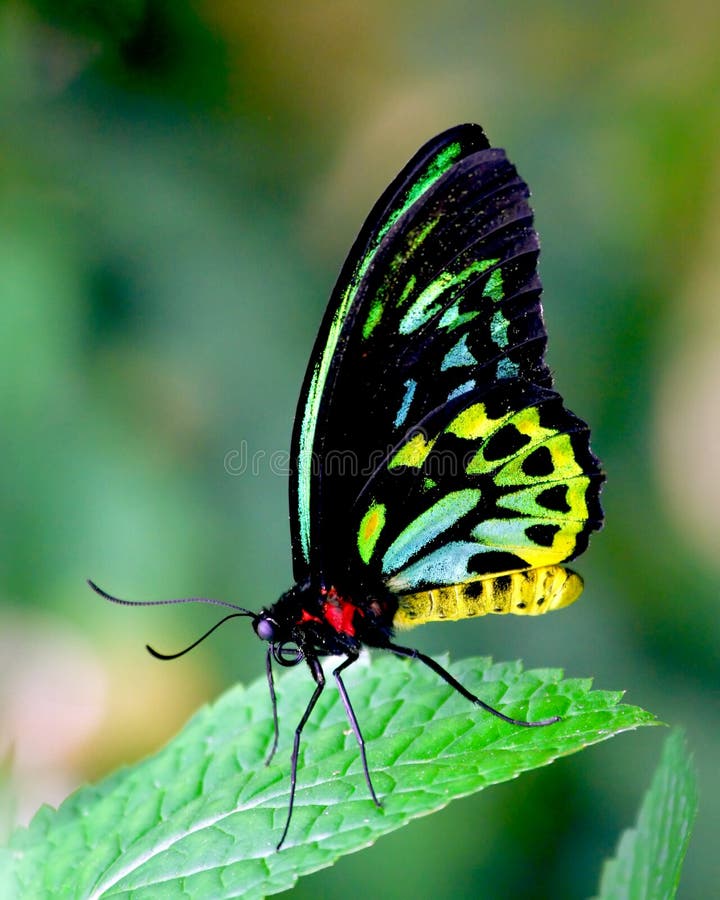 Belleza de la mariposa