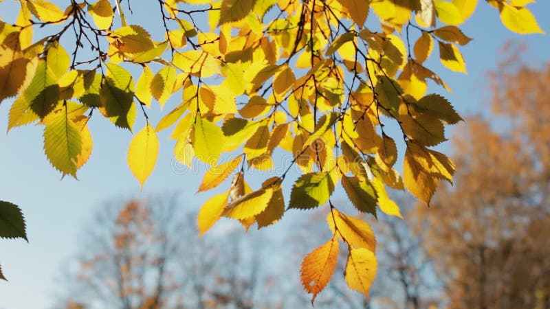 Belleza del otoño, primer colorido de las hojas