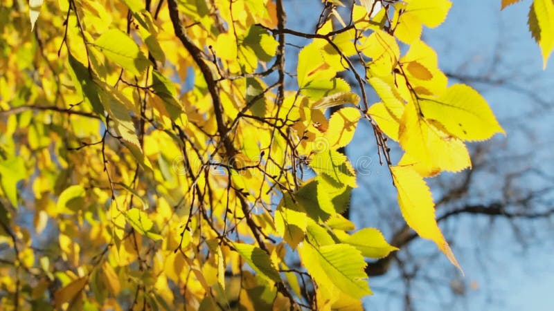 Belleza del otoño, primer colorido de las hojas
