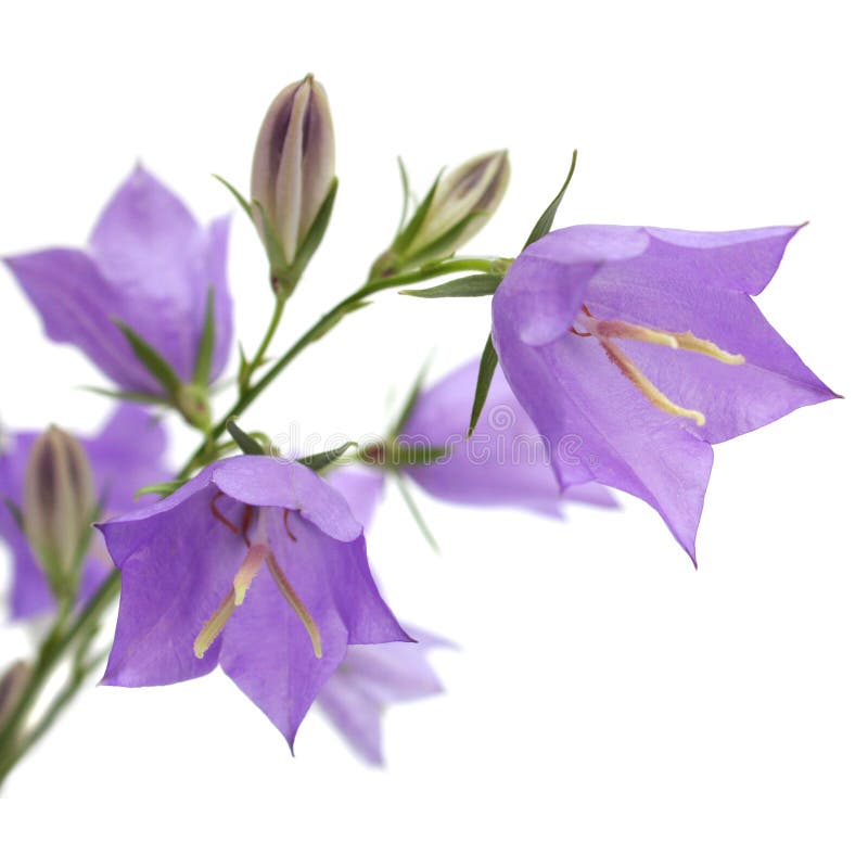 Bellflower stock photo. Image of white, nature, bluebell 25131264