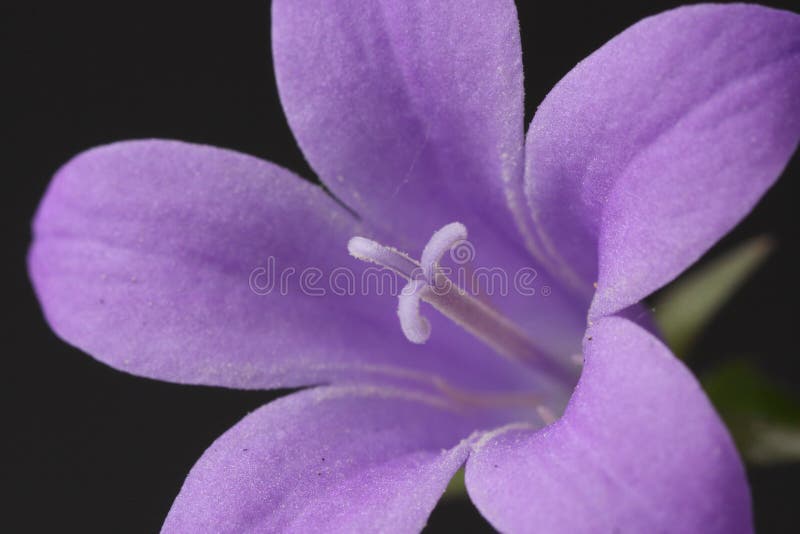 Bellflower in a meadow stock image. Image of closeup 64781949