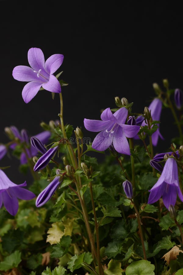 Bellflower in a meadow stock photo. Image of nature, harmony 64782040