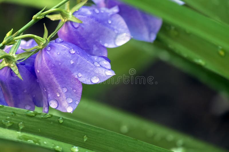 Bellflower met dalingen van ochtenddauw die wordt behandeld royalty-vrije stock foto's Bellflower met dalingen van ochtenddauw die wordt behandeld royalty-vrije stock foto's