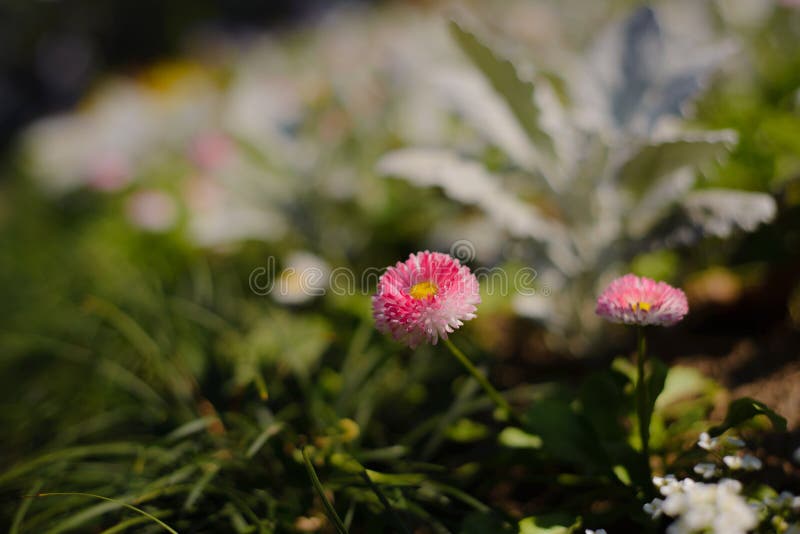 Bellis perennis eller English Meadow Lawn daisy herbacous perennial plant med stor rosa blomma och gul central i trädgården. royaltyfri fotografi