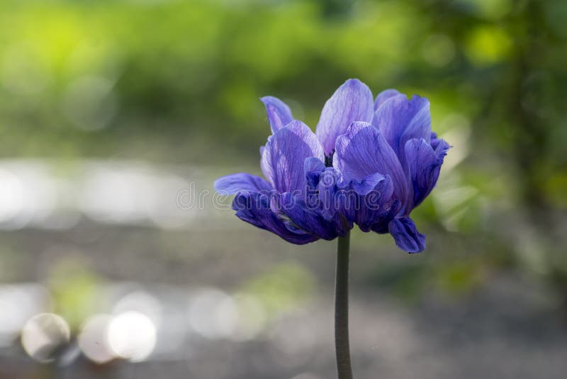 Bellissima Coronaria Di Colore Blu Violetto Di Coronaria Di Colore Blu In Una Pianta In Fiore Di Primavera Immagine Stock Immagine Di Botanica Giardinaggio 170081555