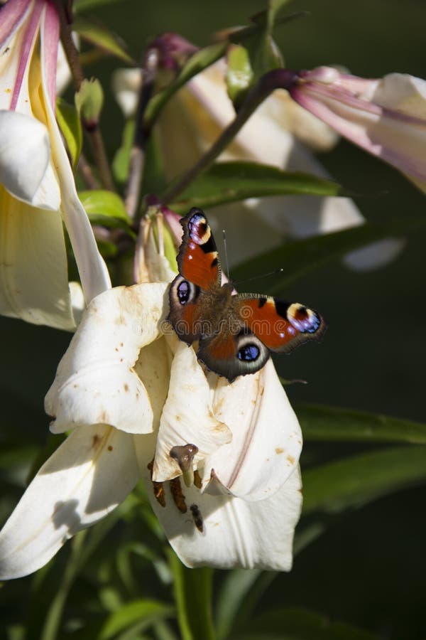 Bellissima farfalla ammiratrice sui fiori di giglio immagini stock libere da diritti