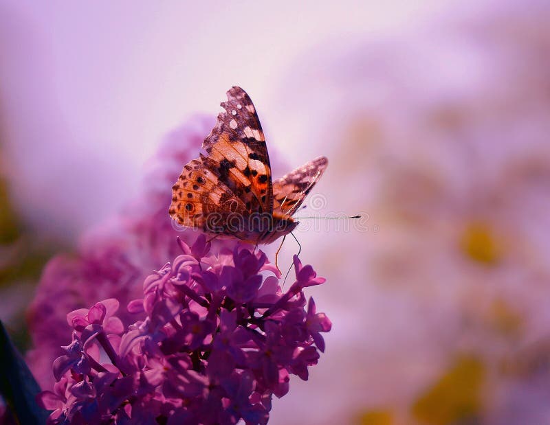 Bellissima farfalla su lilac in primavera illustrazione vettoriale