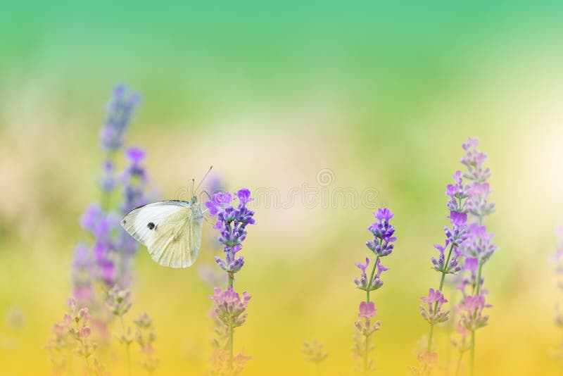 Incredibly beautiful Nature.Fantasy design.Modern Art. Magic Artistic Wallpaper.Dream, line.Yellow Background, colorful.Watercolor illustration. Background for relax.Web Banner .Abstract nature background.Beauty in Nature.Pure,clean.Plant,ecology.Yellow and Orange Color.Amazing Photo.Fresh,freshness.Softness,soft.Creative Wallpaper.Colorful Scene in Vintage Tones.White Color.Natural Macro Photos and Tranquil Scene.Colorful Flowers.Colorful Background.Celebration,love.Butterfly and Lavender Field. Incredibly beautiful Nature.Fantasy design.Modern Art. Magic Artistic Wallpaper.Dream, line.Yellow Background, colorful.Watercolor illustration. Background for relax.Web Banner .Abstract nature background.Beauty in Nature.Pure,clean.Plant,ecology.Yellow and Orange Color.Amazing Photo.Fresh,freshness.Softness,soft.Creative Wallpaper.Colorful Scene in Vintage Tones.White Color.Natural Macro Photos and Tranquil Scene.Colorful Flowers.Colorful Background.Celebration,love.Butterfly and Lavender Field.