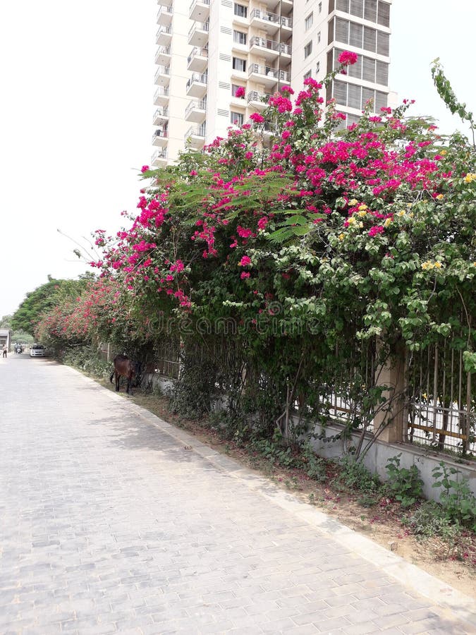 Bellissima natura verde albero e fiori rosa questo giardino