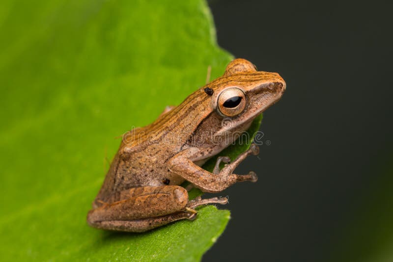 Beautiful Frog at Borneo-nature wildlife concept. Beautiful Frog at Borneo-nature wildlife concept