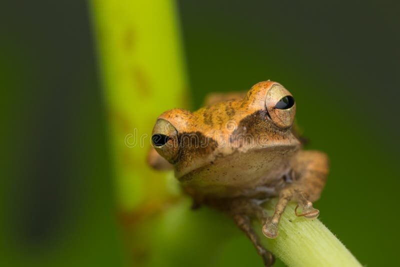 Beautiful Frog at Borneo-nature wildlife concept. Beautiful Frog at Borneo-nature wildlife concept