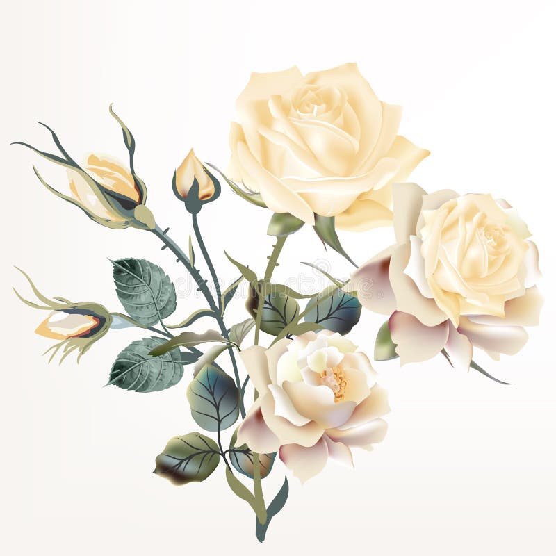 Bellissima rosa vettoriale realistica del beige in stile antiquato e dettagliato royalty illustrazione gratis Bellissima rosa vettoriale realistica del beige in stile antiquato e dettagliato royalty illustrazione gratis