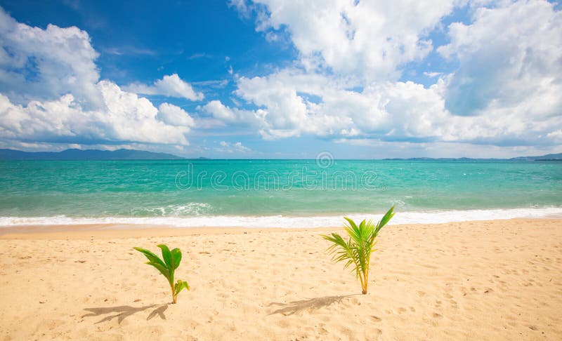 Bellissima spiaggia di sandy e mare tropicale con due palme immagine stock libera da diritti