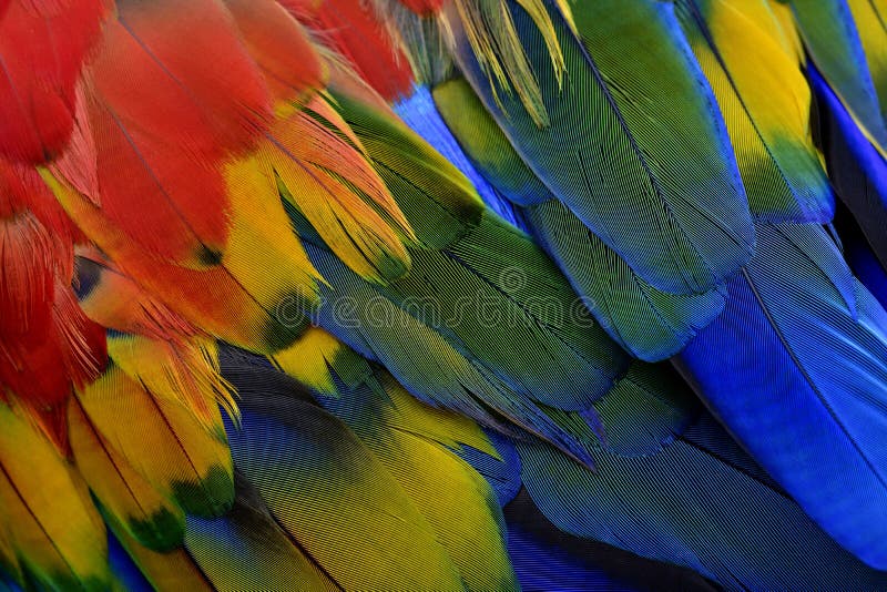 Bellissima trama di piume di pappagallo di Scarlet con ombra di giallo verde blu e di colore rosso vivo e fascino