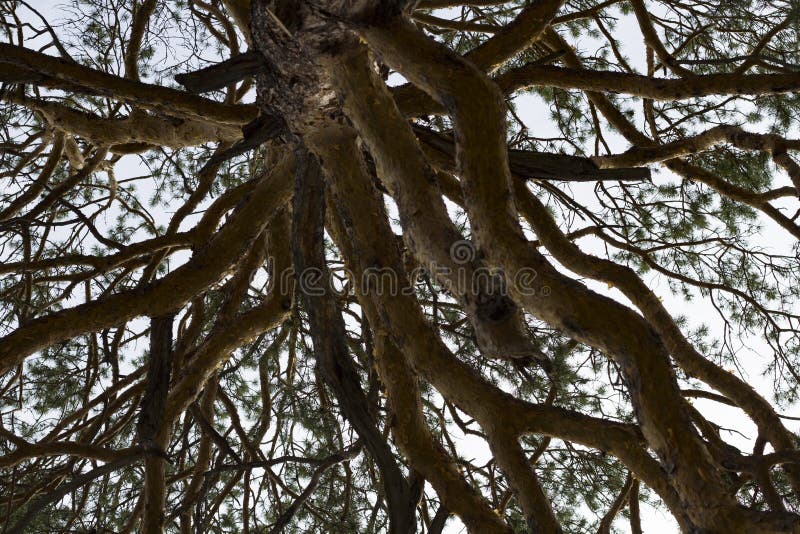 Bellissima vista di un albero con corteccia ruvida in una luce luminosa su uno sfondo sfuocato fotografia stock libera da diritti Bellissima vista di un albero con corteccia ruvida in una luce luminosa su uno sfondo sfuocato fotografia stock libera da diritti