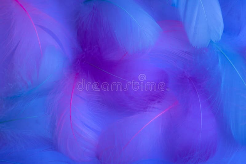 Bellissime piume astratte viola e blu sullo sfondo bianco e una consistenza di piuma rosa bianca morbida su motivi colorati, colo